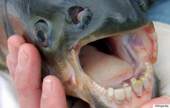 piranha