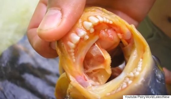 piranha
