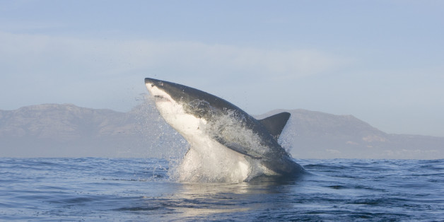 Great white shark leaping out of the bay.