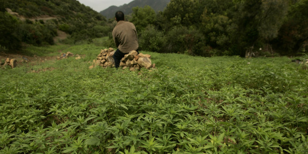 A farmer guards his plantation of cannabis near Chefchaouen, March 27, 2008.REUTERS/Rafael Marchante(MOROCCO)