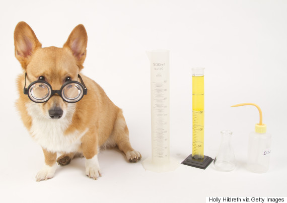 dog scientist
