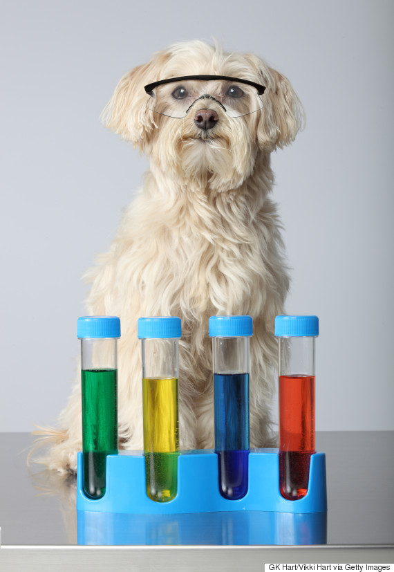 scientist dog