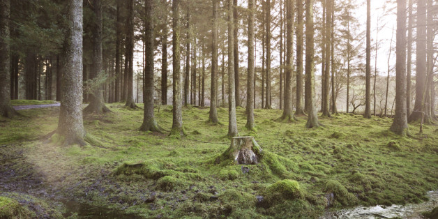 Archivbild: Ein Wald in Europa