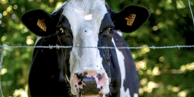 A picture taken on August 23, 2016 shows a cow in a field in Godewaersvelde, northern France. / AFP / PHILIPPE HUGUEN (Photo credit should read PHILIPPE HUGUEN/AFP/Getty Images)