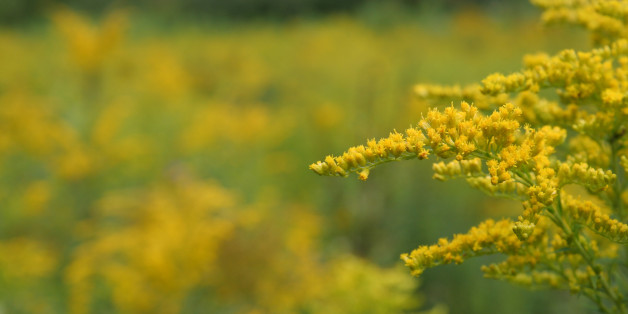 Ambrosia gilt als hoch allergen - und könnte damit die Zahl der Allergiker weiter ansteigen lassen