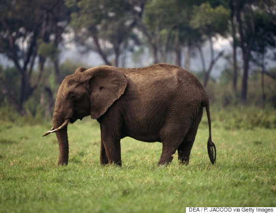 African Savanna Elephant Population Rapidly Declining Due to Poaching