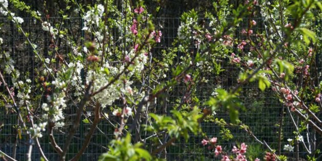 "The 40 fruits tree": Bäume dieser Art können 40 verschiedene Früchte tragen