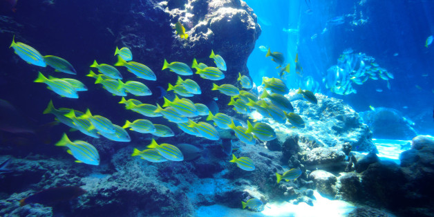 Marine fish in underwater world.