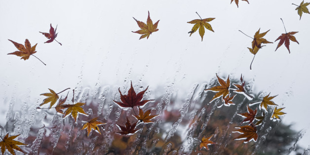 Leaves of the maple on a window in the rain