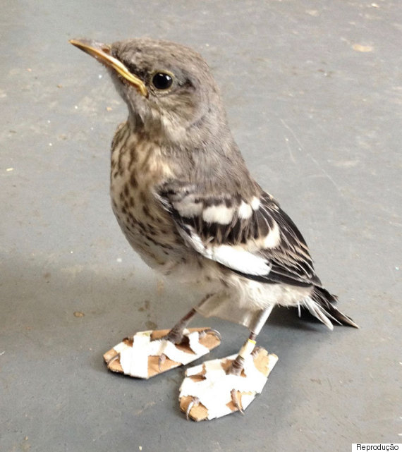 bird