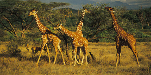 Es gibt mehr als nur eine Giraffen-Art - und deshalb sind die Tiere gefährdeter als gedacht