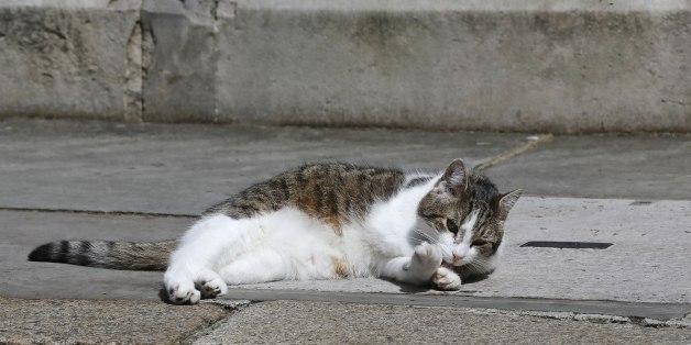 Larry the Downing Street cat sits lays down 10 Downing Street in London, after Britain's Prime Minister David Cameron left to face prime minister's questions for the last time Wednesday, July 13, 2016. Cameron will be appearing before Parliament as prime minister for the last time before handing over to successor Theresa May.(AP Photo/Frank Augstein)