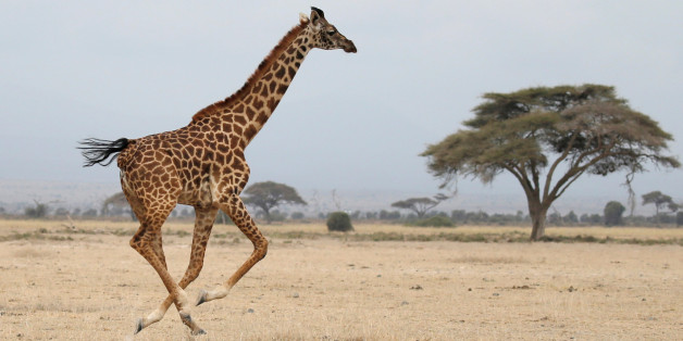 A giraffe runs in Amboseli National park, Kenya August 26, 2016. REUTERS/Goran Tomasevic