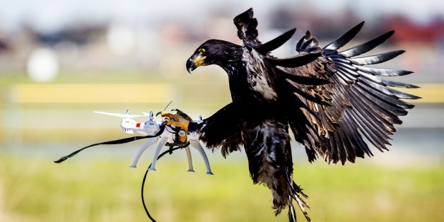 An eagle of the Guard from Above company, grasps a drone during a police exercise in Katwijk, on March 7, 2016.
The bird of prey can get drones from the air by catching them with his legs. / AFP / ANP / Koen van Weel / Netherlands OUT (Photo credit should read KOEN VAN WEEL/AFP/Getty Images)