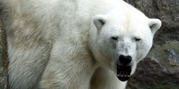 Der Eisbärin Katjuscha im Berliner Zoo