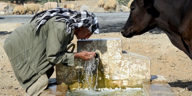 A Tunisian shepherd drinks water from a source as he herds his flock on August 21, 2016 in the village of Sidi Ahmed Jedidi, located in the north of Tunisia in the Beja province. / AFP / FETHI BELAID (Photo credit should read FETHI BELAID/AFP/Getty Images)