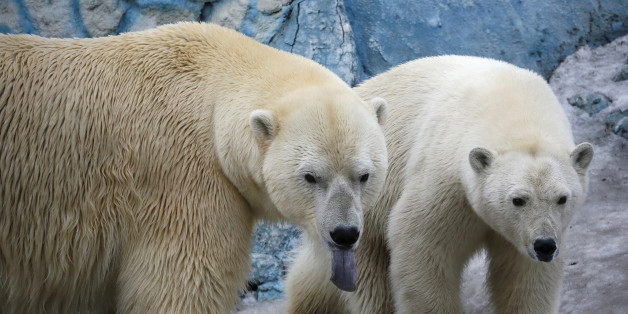 Des ours polaire ont encerclé une station météorologiques avec cinq scientifiques à l'intérieur, au nord de la Sibérie.