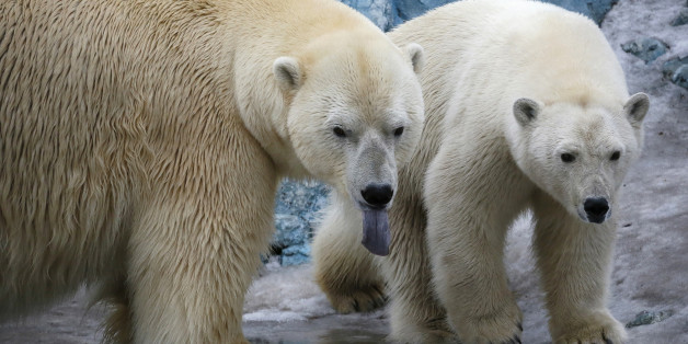 A couple of polar bears, Felix (L), a nine-year-old, and Aurora, a six-year-old, walk inside its enclosure at the Royev Ruchey Zoo in Krasnoyarsk, Siberia, Russia, March 29, 2016. Zoo keepers have allowed the bears to live together hoping that they will mate. Both bears were rescued by people in the Arctic Ocean, and were brought to the Krasnoyarsk zoo. A weak orphaned cub, Felix was delivered to the zoo from a scientific polar station on the Wrangel Island in May 2006. Aurora and her sister, Vi