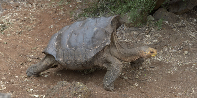 Diego, a tortoise of the endangered Chelonoidis hoodensis subspecies from Española Island, is seen in a breeding centre at the Galapagos National Park on Santa Cruz Island in the Galapagos archipelago, located some 1,000 km off Ecuador's coast, on September 10, 2016. / AFP / RODRIGO BUENDIA (Photo credit should read RODRIGO BUENDIA/AFP/Getty Images)