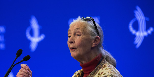 Dame Jane Goodall attends a panel on "Commitment to Action: Partnership to Save Africa's Elephants" at the Clinton Global Initiative (CGI) in New York September 26, 2013. The CGI was created by former U.S. President Bill Clinton in 2005 to gather global leaders to discuss solutions to the world's problems. REUTERS/Lucas Jackson (UNITED STATES - Tags: ENVIRONMENT POLITICS)