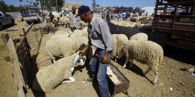 An Algerian vendor wait for customers at a livestock market in preparation for the upcoming Muslim Eid al-Adha holiday or Feast of the Sacrifice, in Algiers, Algeria on Sept. 8, 2016. Eid al-Adha, or Feast of Sacrifice, commemorates what Muslims believe was Prophet Ibrahim's willingness (Abraham to Christians and Jews) to sacrifice his son. It is a festive holiday where it is traditional for men, women and children to dress in new clothing and spend time with their families outdoors. (Photo by B