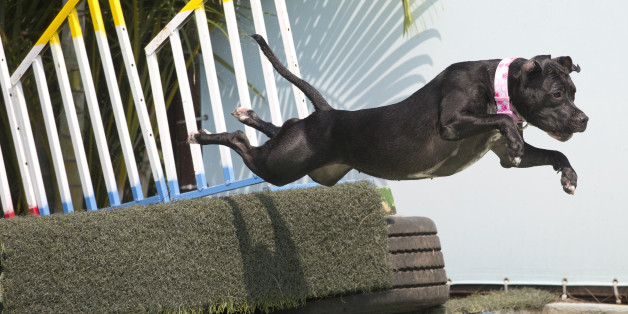 Dog "Zaia" participates in the jumping competition during the Dog Olympic Games in Rio de Janeiro, Brazil, Sunday, Sept. 18, 2016. Owner of the dog park and organizer of the animal event Marco Antonio Toto says his goal is to socialize humans and their pets while celebrating sports. (AP Photo/Silvia Izquierdo)