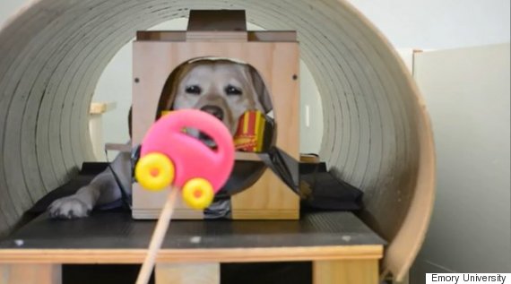 cachorro teste