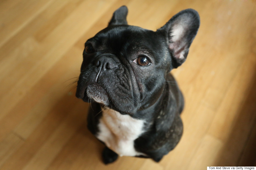 Vets Ask Potential Dog Owners To Not Buy 'Flat-Faced' Breeds | HuffPost ...