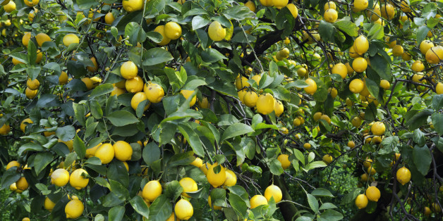 Japan, Chugoku Region, Hiroshima Prefecture, Onomichi, Sedota, Lemon tree. (Photo by: JTB/UIG via Getty Images) (Photo by: JTB Photo/UIG via Getty Images)