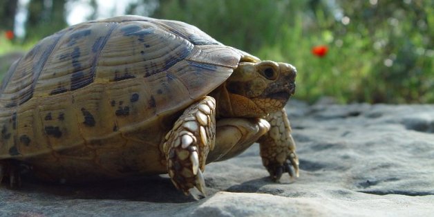 Plus de 330 tortues marocaines "clandestines" retrouvées dans un garage en Belgique