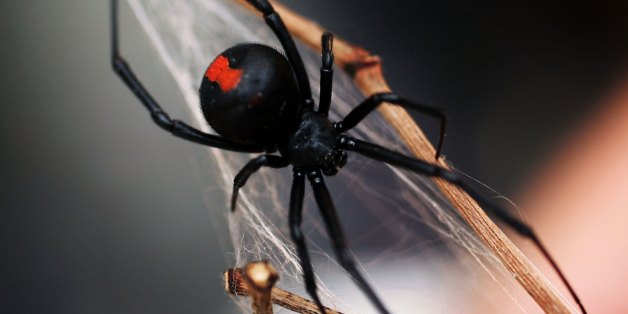 SYDNEY, NSW - JANUARY 23: A Redback Spider is pictured at the Australian Reptile Park January 23, 2006 in Sydney, Australia. The Redback, probably Australia's best-known deadly spider is found all over Australia and is a close relative of the Black Widow Spider from the U.S. Only the female Redback is considered dangerous, with their venom containing neurotoxins, which works very slowly. Fatalities, even from untreated bites, are rare. Australia is home to some of the most deadly and poisonous animals on earth. (Photo by Ian Waldie/Getty Images)