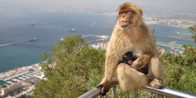 Un macaque de Gibraltar et son bébé