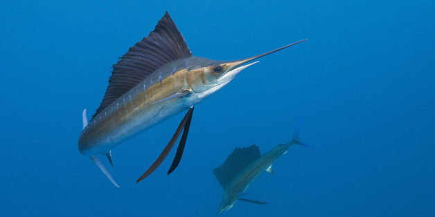 (GERMANY OUT) Atlantic Sailfishes, Istiophorus albicans, Islamorada, Florida Keys, Florida, USA (Photo by Reinhard Dirscherl/ullstein bild via Getty Images)