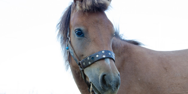 The small bodied ,greek, Skyrian horse is one of the rarest horse breeds in the world.Skyros island ,Greece