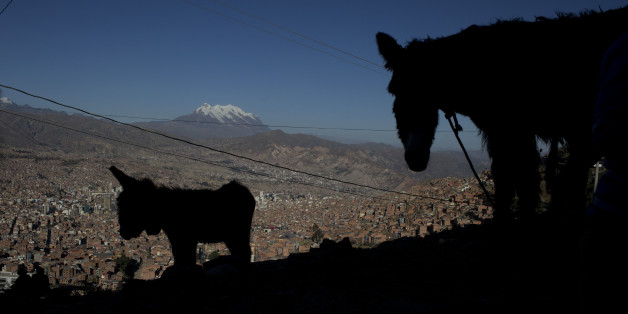 In this May 22, 2016 photo, a donkey, whose milk is sold by her owner, stands with her foal overlooking La Paz and the snow capped Illimani Mountain in El Alto, Bolivia. Elizabth Canipa, director of the maternal milk program with Boliviaâs Health Ministry, said there is no scientific study proving that donkey milk has curative properties. (AP Photo/Juan Karita)