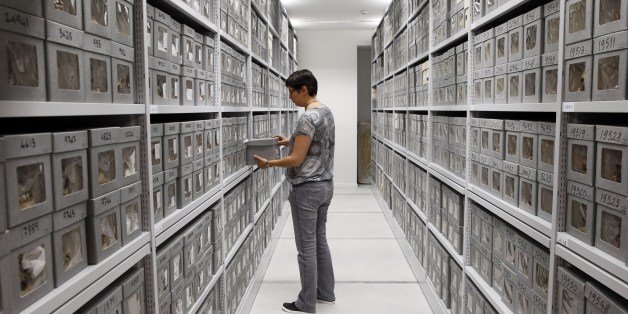 TO GO WITH AFP STORY BY PASCALE MOLLARD A scientist of the Museum of Man (Musee de l'Homme) puts a box containing one of 18000 skulls back into a shelf at the vaults of the museum on August 27, 2015 in Paris. The museum will reopen its doors on October 17, 2015 after 6 years of construction works. AFP PHOTO / PATRICK KOVARIK (Photo credit should read PATRICK KOVARIK/AFP/Getty Images)