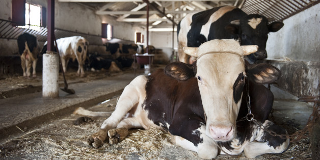 Cows in a farm outside of Algeirs (Photo by Monique Jaques/Corbis via Getty Images)