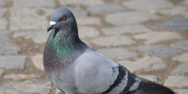 Inde: Un pigeon placé en détention pour transport d'une lettre de menaces