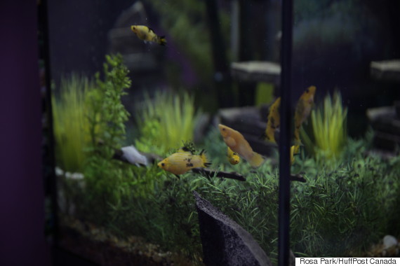 mollies fish jeff durham