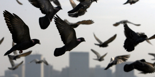 Pigeons fly past the Trident-Oberoi hotel in Mumbai December 7, 2008. REUTERS/Arko Datta (INDIA)