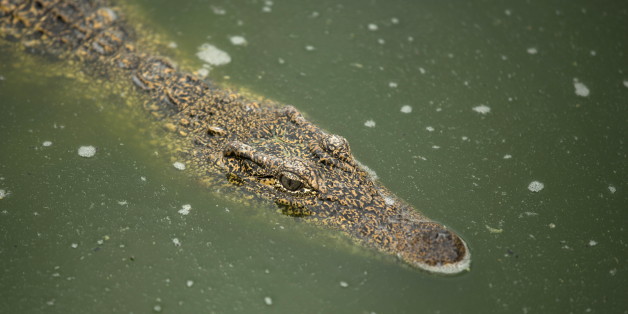 Le fossile d'un petit crocodile de 100 millions d'années retrouvé au Maroc