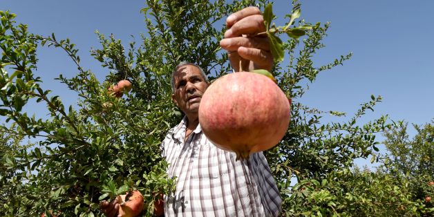 A Tunisian farmer holds a pomegranate on October 15, 2016 during the pomegranate festival in the small town of Testour, located in the north of Tunisia in the Beja province. / AFP / FETHI BELAID (Photo credit should read FETHI BELAID/AFP/Getty Images)