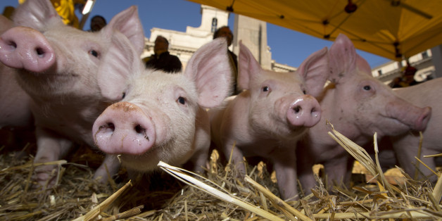 Piglets snuffle around in the hay in front of the Italian parliament in Rome Thursday, Dec. 5, 2013, as hundreds of farmers protest to protect pork products Made in Italy. The farmers started their protest Wednesday in the north of Italy, on the border between Italy and Austria, controlling the goods origin coming from other European countries. The said they observed that many goods were entering Italy with the brand Made in Italy already put on it. According to the farmer's organization Coldiretti, 50 percent of pork products imported into Italy come from Germany where intensive farming is practiced. (AP Photo/Andrew Medichini)