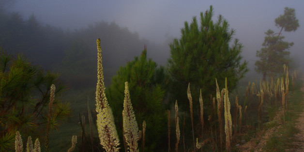 View of Forest Lake Tonga in fog.