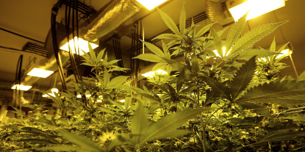 Cannabis plants are pictured in a grow room in a state-owned agricultural farm in Rovigo, about 60 km (40 miles) from Venice, September 22, 2014. Italy legalised marijuana for medical use last year, but the high cost of buying legal pot in a pharmacy meant few people signed up. Starting next year, a high-security lab in a military compound in Florence will grow cannabis for Italy's health care system in an experiment the government says could bring safe, legal and affordable marijuana to suffer