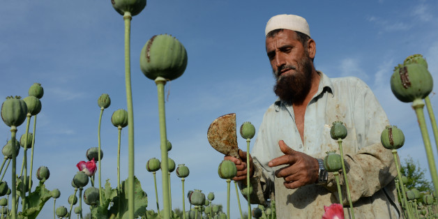 (FILES) In this photograph taken on April 19, 2016, an Afghan farmer harvests opium sap from a poppy field in the Chaparhar district of Nangarhar province.Afghanistan saw a 10 percent jump in opium cultivation this year, a sharp rise owing to favourable weather, growing insecurity and a drop in international support for counter-narcotics operations, the UN said October 23, 2016. / AFP / NOORULLAH SHIRZADA (Photo credit should read NOORULLAH SHIRZADA/AFP/Getty Images)