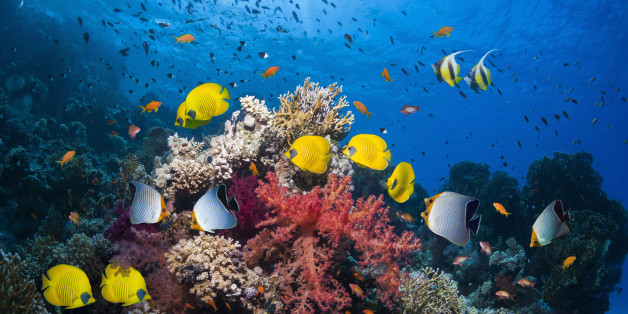 Coral reef scenery with Red Sea bannerfish (Heniochus intermedius), golden butterflyfish (Chaetodon semilarvatus), orange face or hooded butterflyfish (Chaetodon larvatus) and lyretail anthias or goldies (Pseudanthias squamipinnis). Egypt, Red Sea.