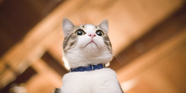 Cat From Below