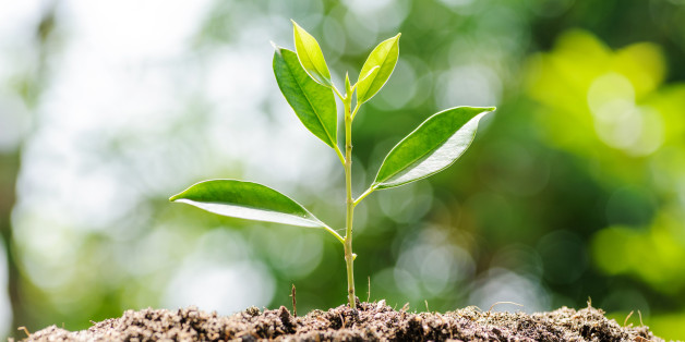 De A à Z, tout ce que vous devez savoir sur la COP22