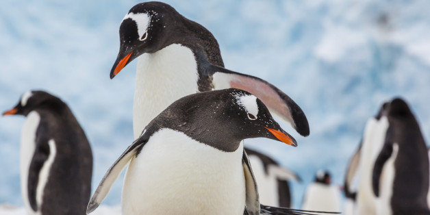 Adult gentoo penguins (Pygoscelis papua) courtship display, Neko Harbor, Antarctica, Southern Ocean, Polar Regions